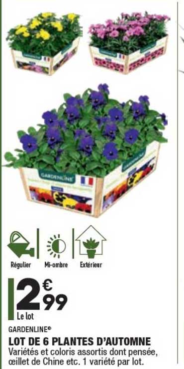 lot de 6 plantes d'automne gardenline