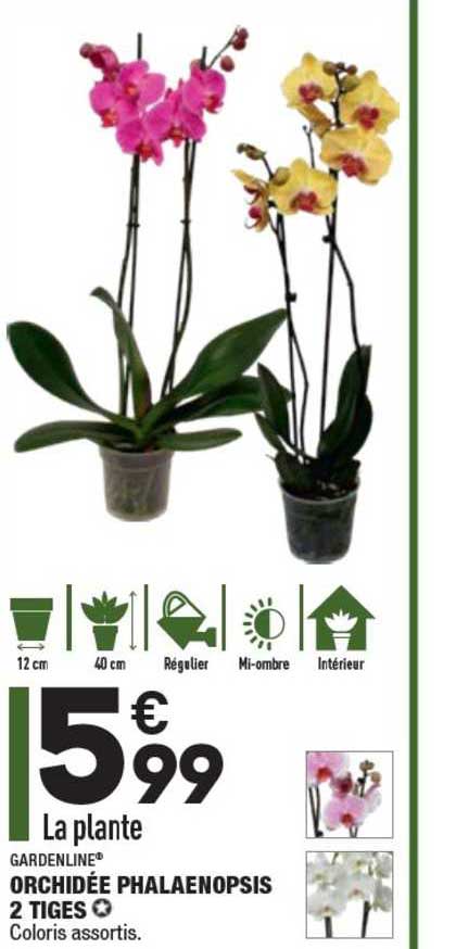 Orchidée Phalaenopsis 2 Tiges