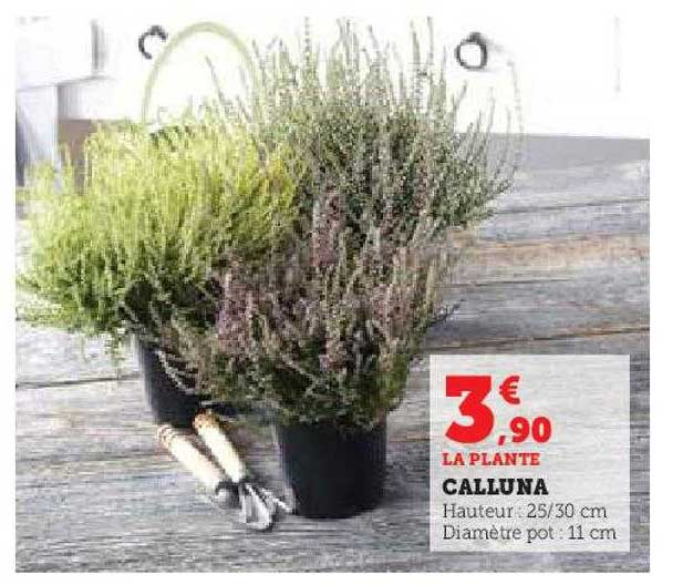 Calluna