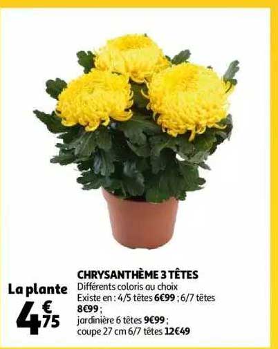 Chrysanthème 3 Têtes