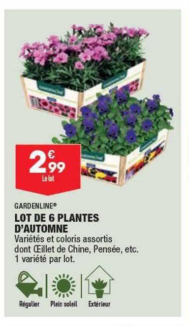 lot de 6 plantes d'automne gardenline