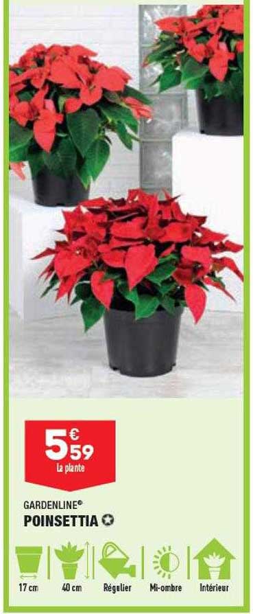 poinsettia gardenline