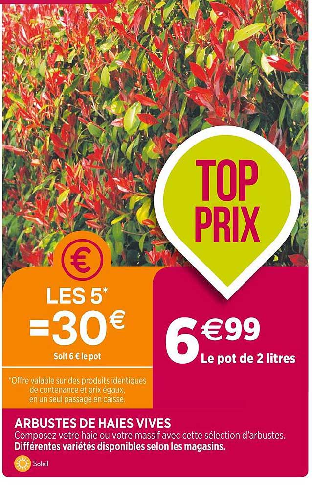 arbustes de haies vives