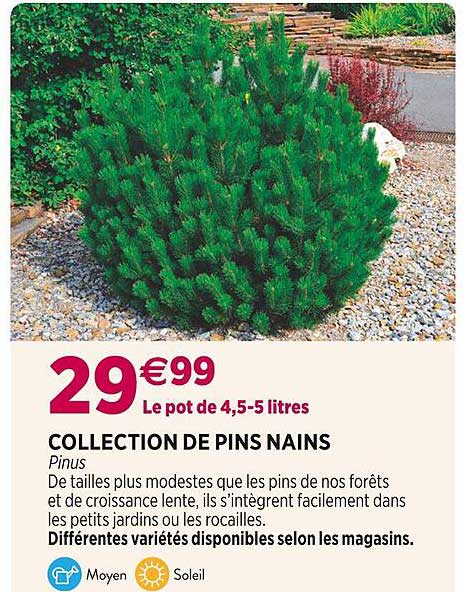 collection de pins nains