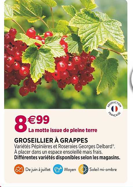 Groseillier à Grappes