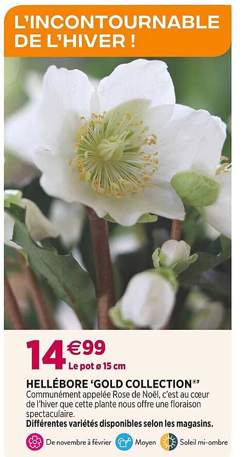 hellébore 'gold collection'