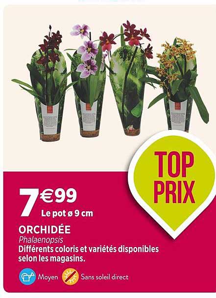 Orchidée