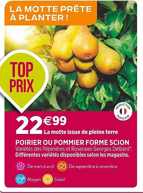 poirier ou pommier forme scion
