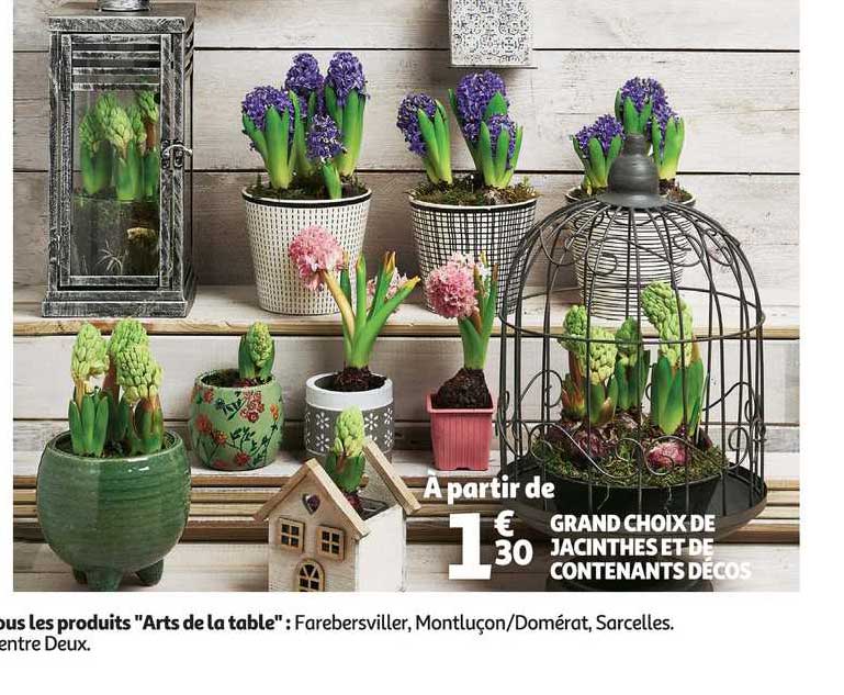 Grand Choix De Jacinthe Et De Contenants Décos
