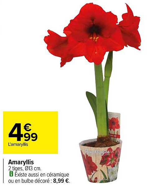 amaryllis