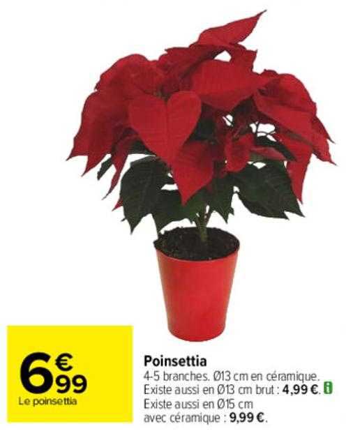 poinsettia