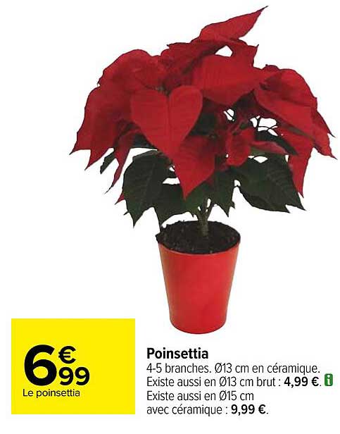 poinsettia
