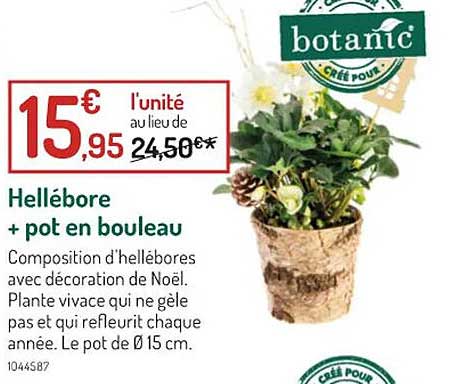 hellébore + pot en bouleau