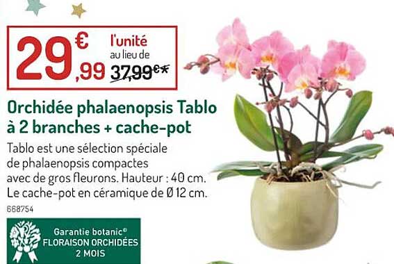 orchidée phalaenopsis tablo à 2 branches + cache-pot