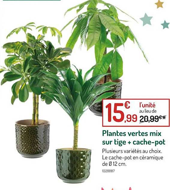 plantes vertes mix sur tige + cache-pot