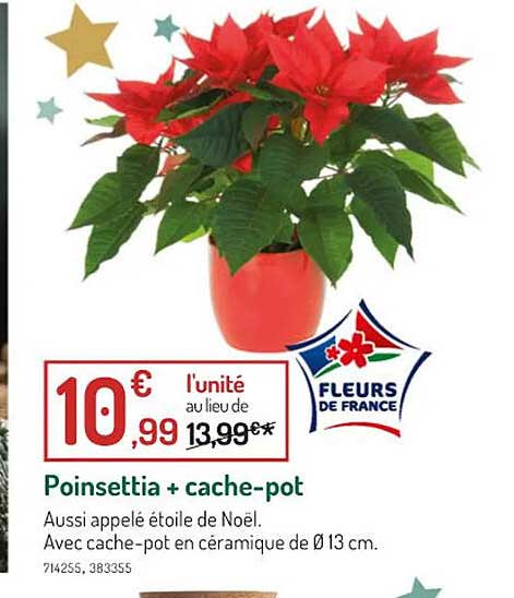 poinsettia + cache-pot