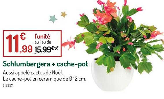 schlumbergera + cache-pot