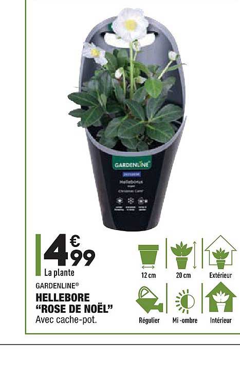 hellebore "rose de noël" gardenline