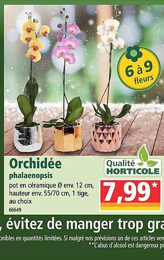 Orchidée Phalaenopsis