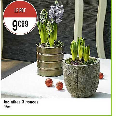 jacinthes 3 pouces
