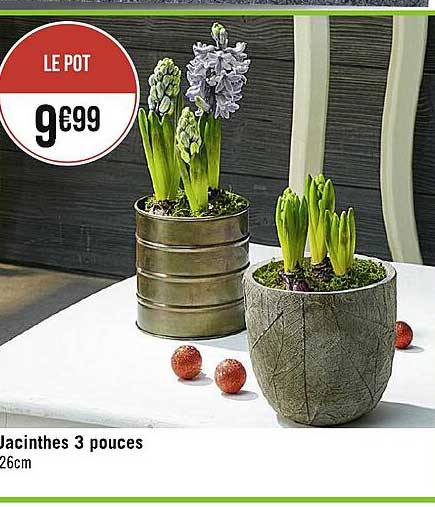 jacinthes 3 pouces