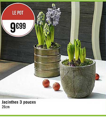 jacinthes 3 pouces