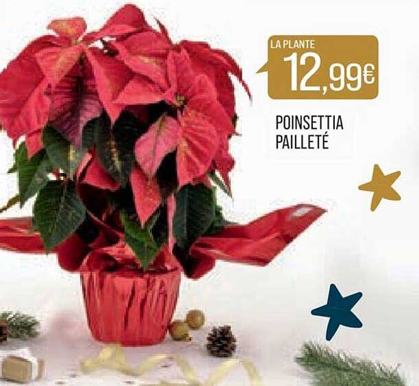 poinsettia pailleté