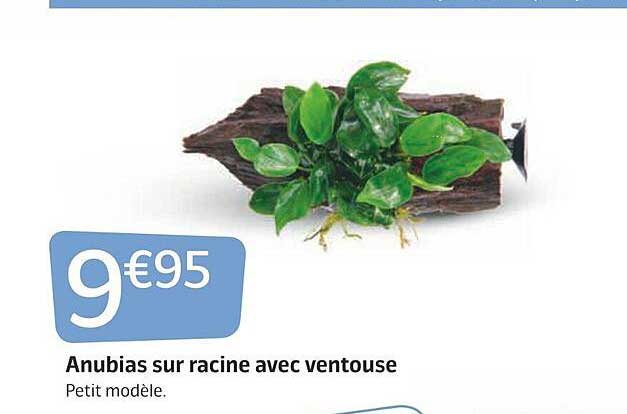 Anubias Sur Racine Avec Ventouse