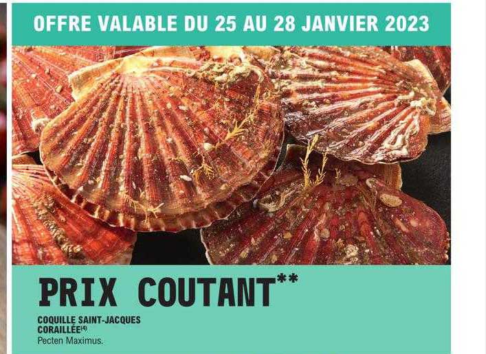 Coquille Saint-jacques Coraillée