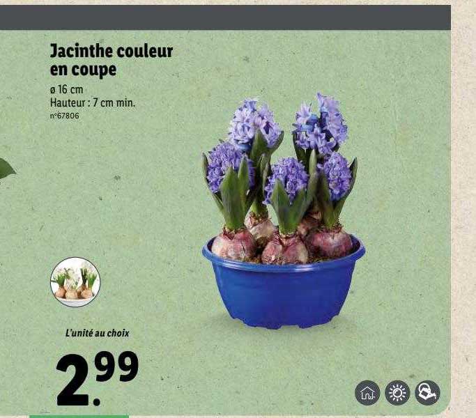 Jacinthe Couleur En Coupe