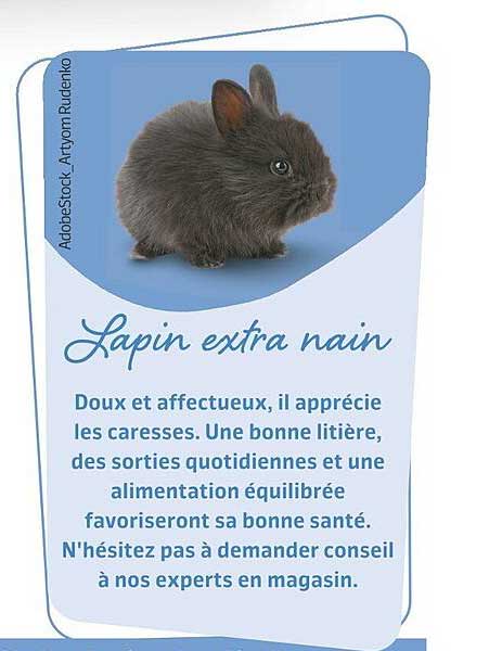 Lapin Extra Nain