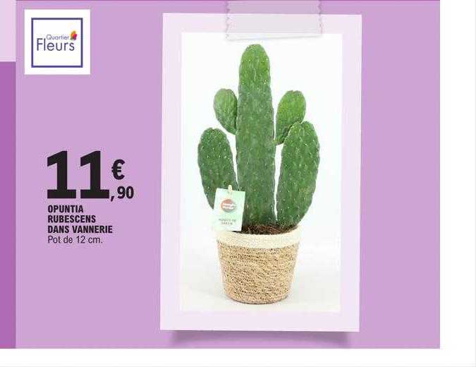 opuntia rubescens dans vannerie