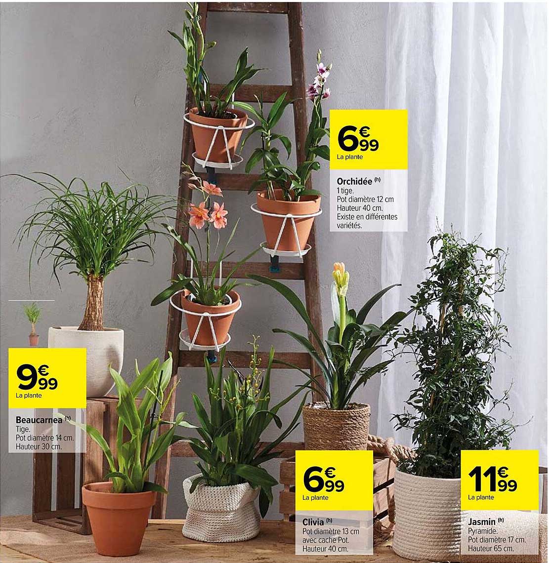 beaucarnea, clivia, jasmin, orchidée