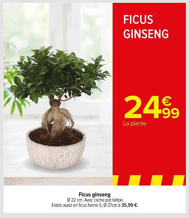 Ficus Ginseng