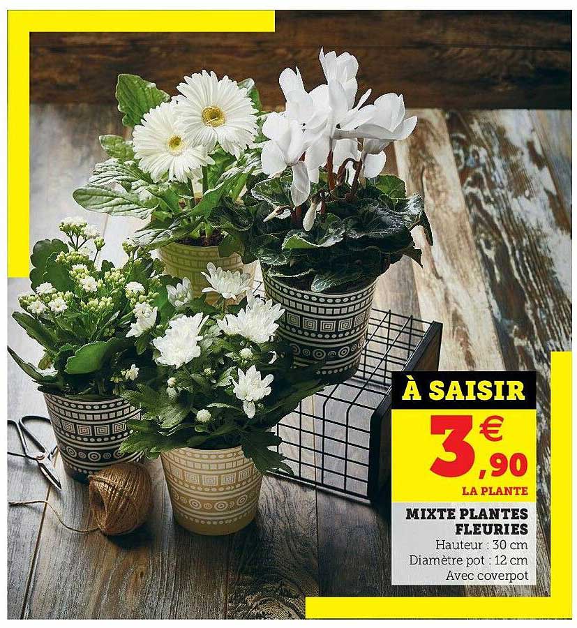 Mixte Plantes Fleuries