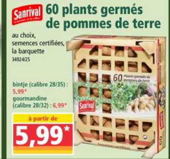 60 plants germés de pommes de terre sanrival