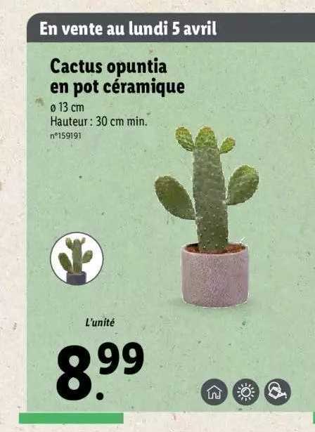 prospekt cactus Cactus Set of 3 with Red Mini Pot - Mixed Live Cacti