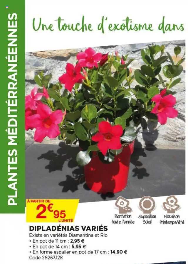 dipladénias variés