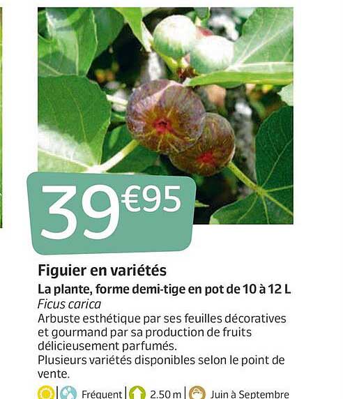 figuier en variétés