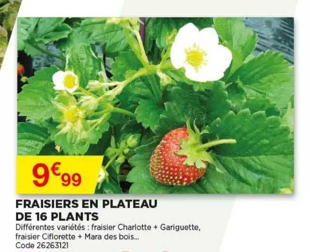 fraisiers en plateau de 16 plants