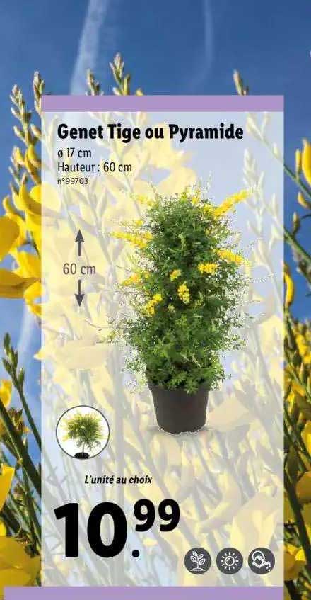 genet tige ou pyramide