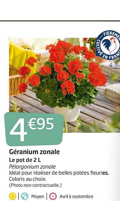 géranium zonale