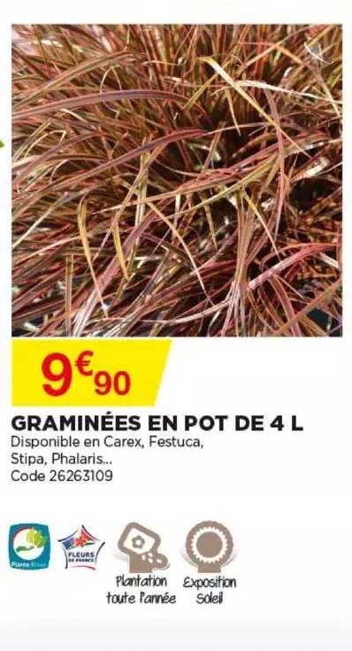graminées en pot de 4 l