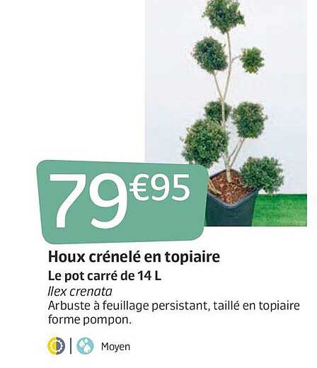 houx crénelé en topiaire