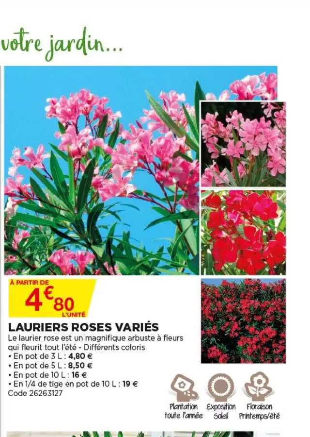 lauriers roses variés
