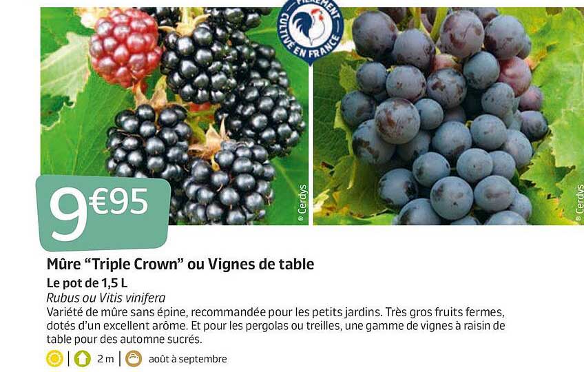 mûre "triple crown" ou vignes de table