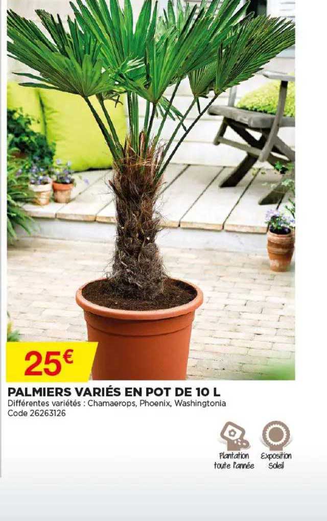 palmiers variés en pot de 10 l