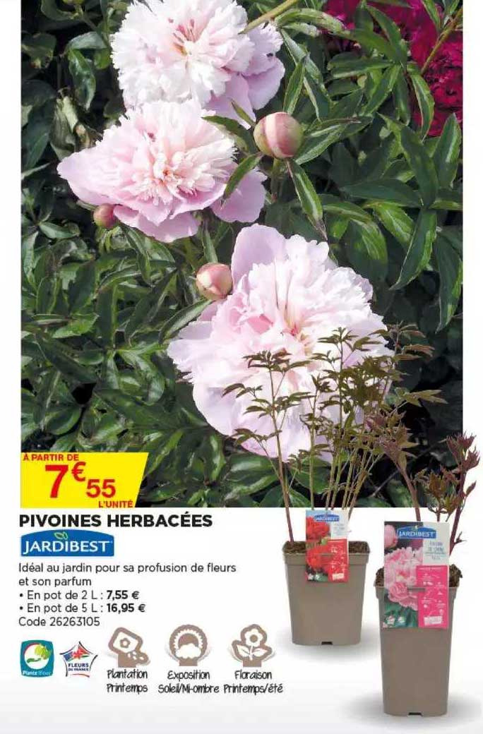 pivoines herbacées jardibest