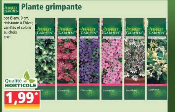 plante grimpante finest garden