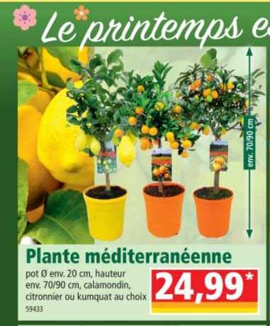 Plante Méditerranéenne